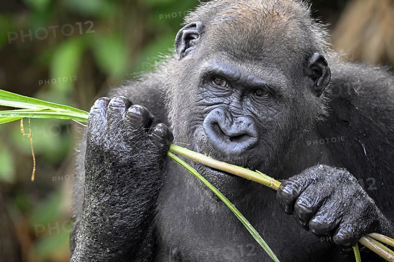 Western lowland gorilla (Gorilla gorilla gorilla) eating, male animal, Réserve Lésio-Louna nature reserve, near Moembe, Plateau department, Republic of Congo
