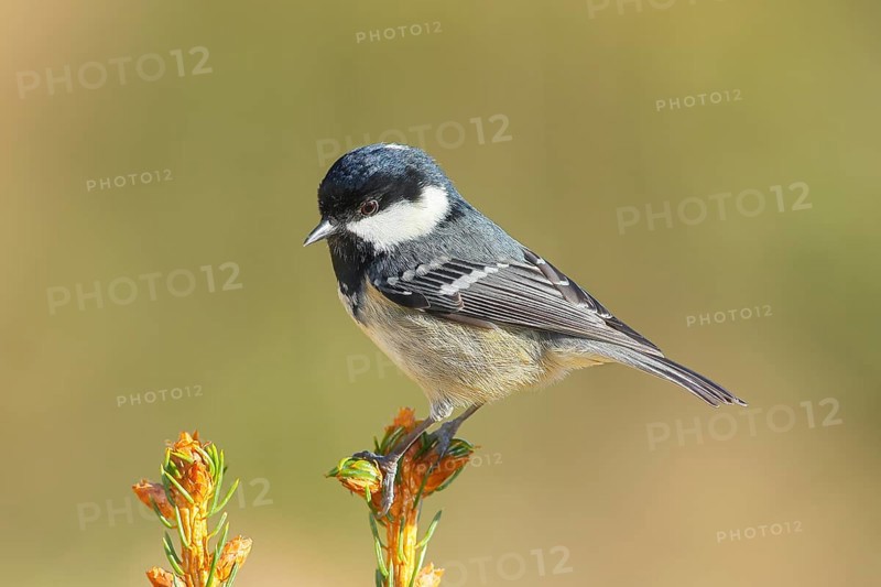 Fir tit (Periparus ater) sitting on a spruce top, wildlife, animals, birds, titmouse, Siegerland, North Rhine-Westphalia, Germany, Europe