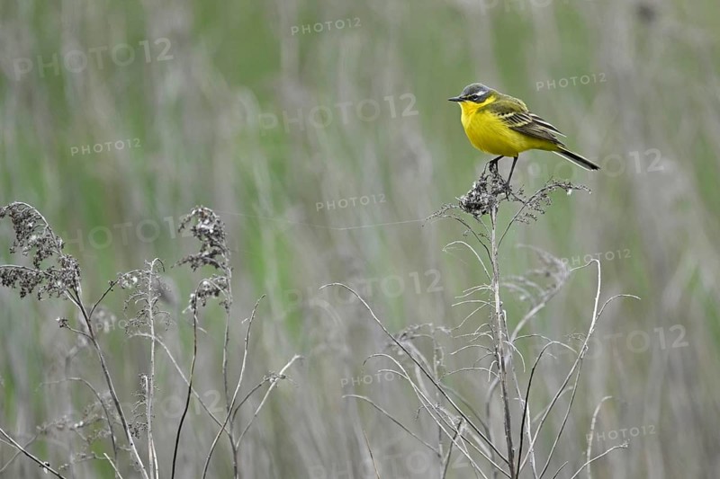 Yellow wagtail (Motacilla flava), male sitting on a thin branch, Lake Neusiedl National Park, Seewinkel, Burgenland, Austria, Europe