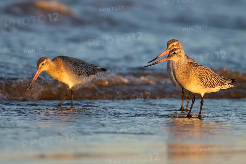Bar tailed godwit (Limosa lapponica) three adult birds in winter plumage on a coastline, Norfolk, England, United Kingdom, Europe