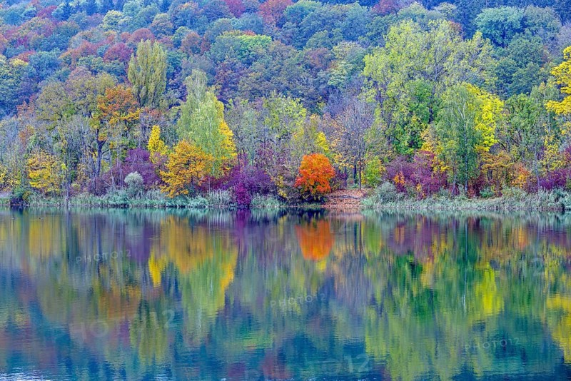 Trees reflected in the water, autumn, Pfuhler See, near Neu-Ulm, Bavaria, Germany, Europe