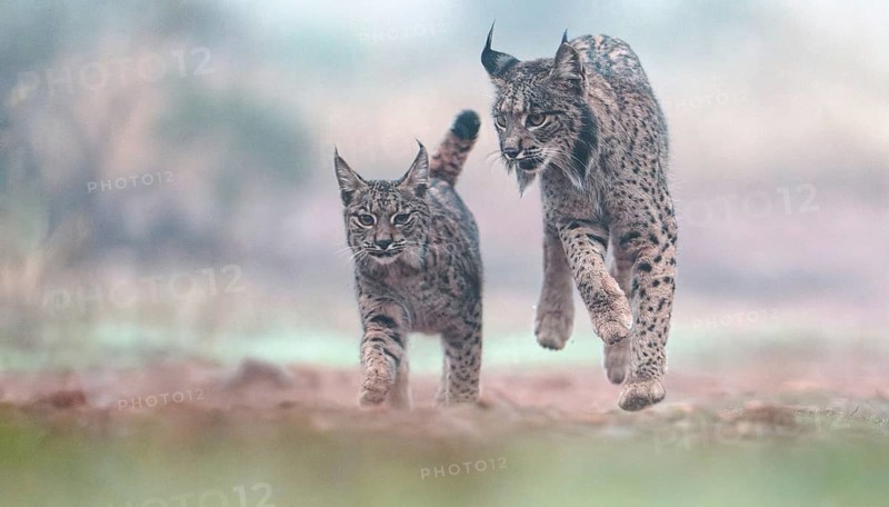 Lynx pardinus, female with young in the morning mist, Castilla-La Mancha, Spain, Europe