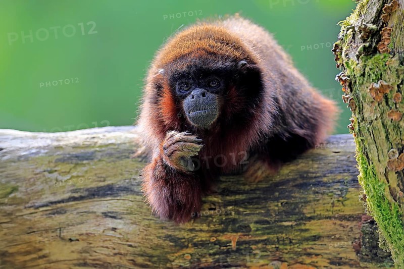 Coppery titi (Plecturocebus cupreus, Syn.: Callicebus cupreus), adult, portrait, tree trunk, South America