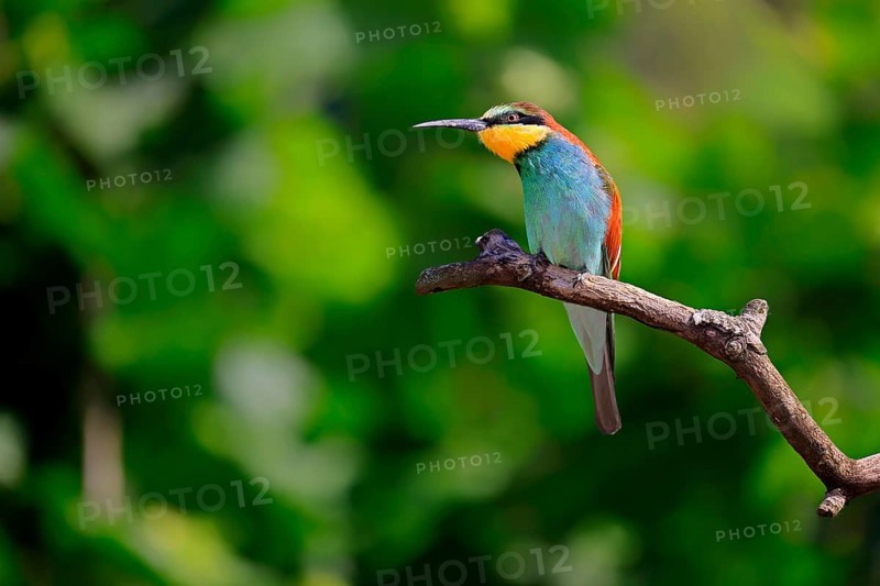 European bee-eater (Merops apiaster), adult, perch, alert, Rhineland-Palatinate, Germany, Europe