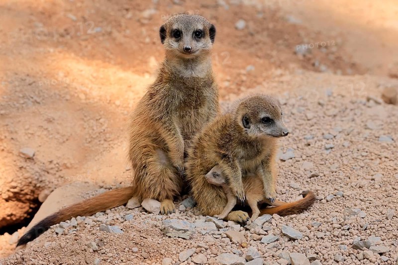 Tiger nut (Suricata suricatta), adult, two adults, juvenile, newborn, baby, social behaviour