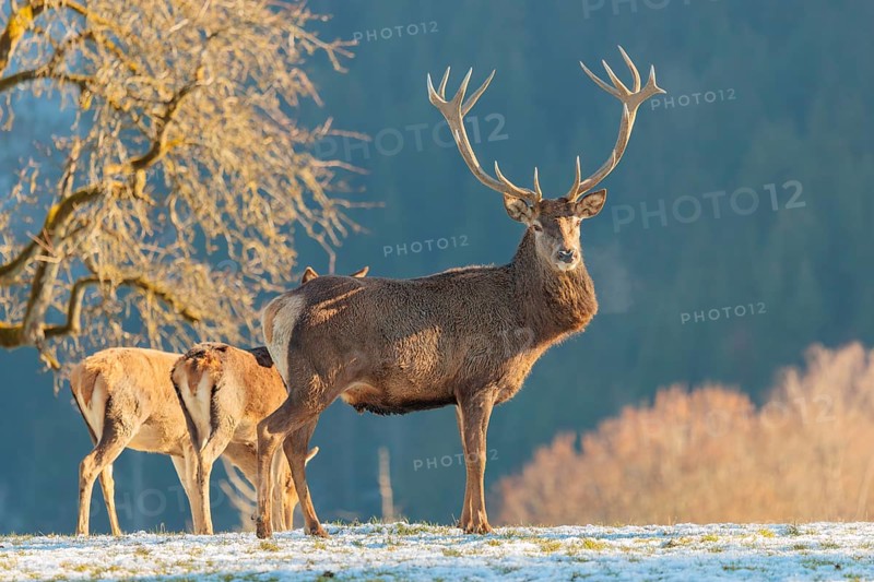 A red deer stag (Cervus elaphus) and two hinds stand in the first light of day on a meadow covered in hoar frost. A forest and a Pear Tree can be seen in the background