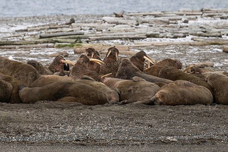 Walrus (Odobenus rosmarus), walrus, wintery headland Ardneset, Svalbard and Jan Mayen archipelago, Norway, Europe