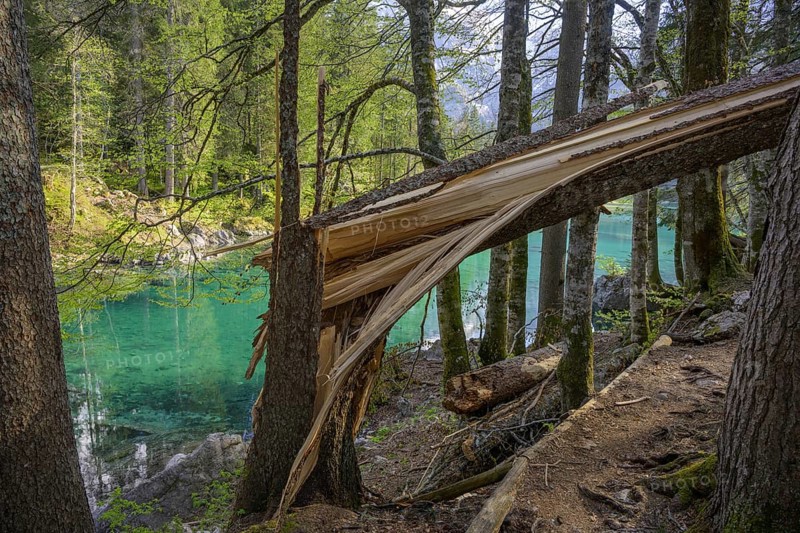 Splintered tree trunk at Lago Fusine, Tarvisio, province of Udine, Italy, Europe