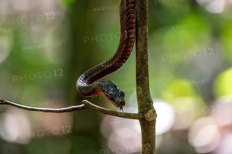 American whipsnake (Mastigodryas melanolomus), slithering on a branch, in the rainforest, Corcovado National Park, Osa, Puntarena Province, Costa Rica, Central America
