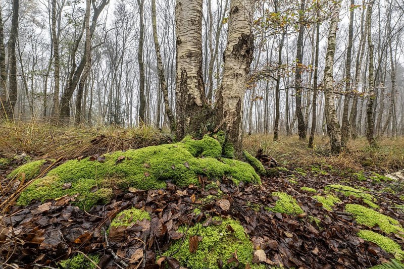 Fog in birch quarry forest (Betula pendula), Emsland, Lower Saxony, Germany, Europe