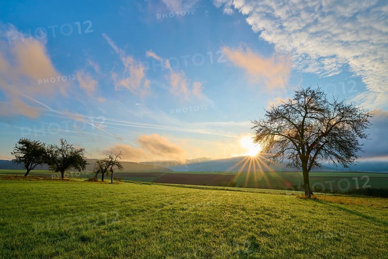 Green orchard meadow, apple tree, under a slightly cloudy sky at sunrise in a quiet landscape, autumn, Eichelsbach, Elsenfeld, Spessart, Bavaria, Germany, Europe