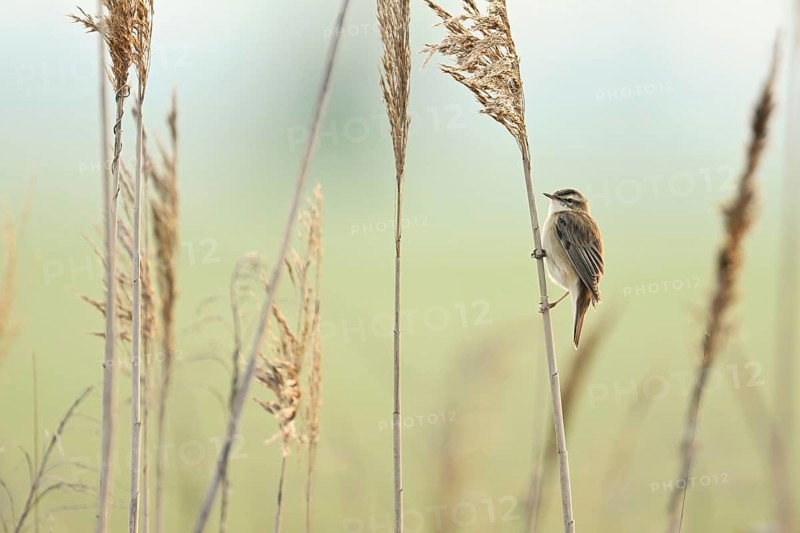 Reed warbler (Acrocephalus schoenobaenus), male on reeds, Lake Neusiedl National Park, Burgenland, Seewinkel, Austria, Europe
