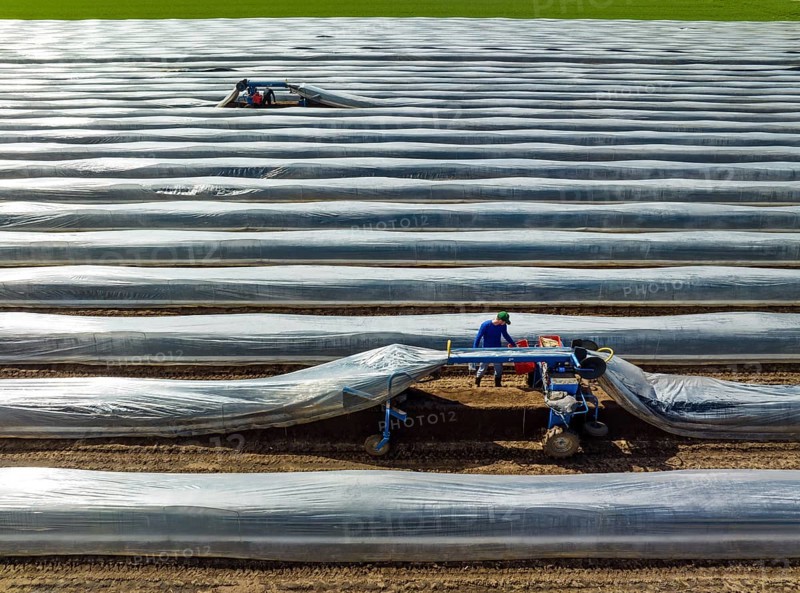 Wesel, North Rhine-Westphalia, Germany, Harvest workers from Eastern Europe harvest the first asparagus of the season in a field, Europe