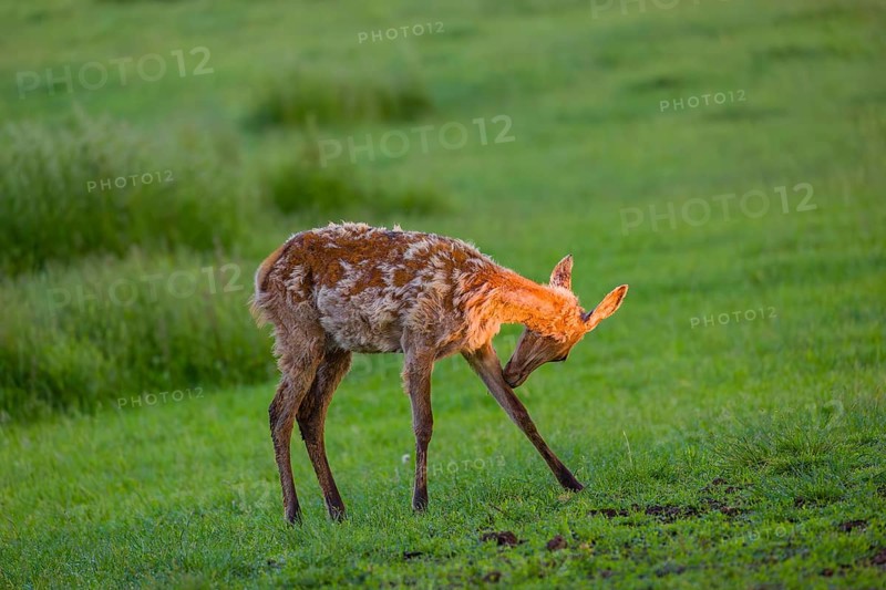An Altai maral calf Altai wapiti or Altai elk (Cervus canadensis sibiricus) stands in a meadow in the first light of the day