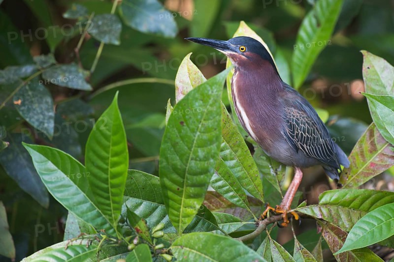 Mangrove heron (Butorides striata), Tortuguero National Park, Costa Rica, Central America
