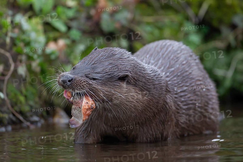 Eurasian otter (Lutra lutra) adult animal eating a fish in a river, England, United Kingdom, Europe