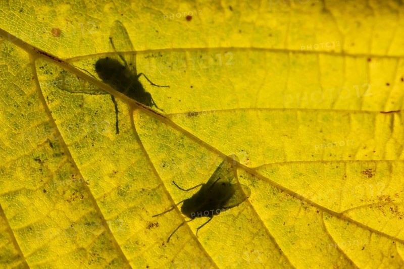 Flesh fly (Sarcophaga crassipalpis) silhouette of two adult insects on a tree leaf in autumn, England, United Kingdom, Europe