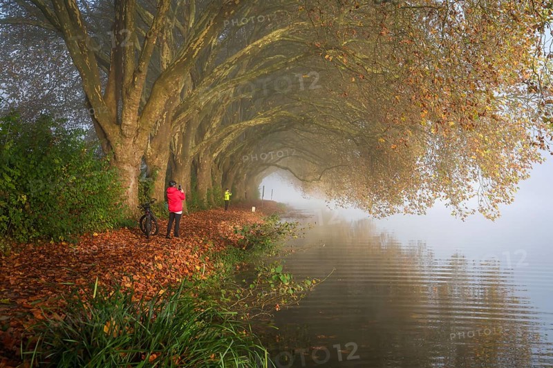 Essen, North Rhine-Westphalia, Germany, Golden autumn at Lake Baldeney. Cyclists and joggers in the morning mist on the lakeside path under plane trees, Europe