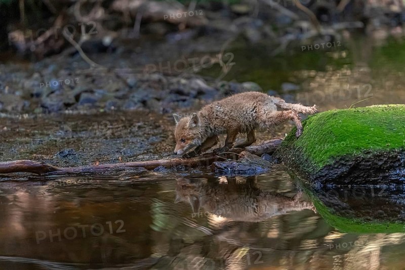 One young red fox, Vulpes vulpes, walking through a shallow forest creek in late light. Searching for food
