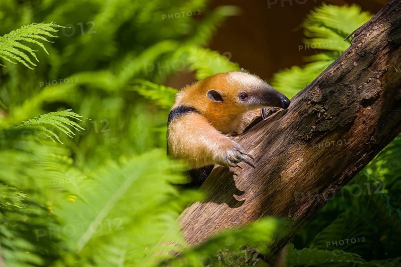 A southern tamandua (Tamandua tetradactyla), climbs up a tree in a forest