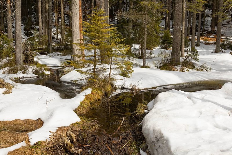 Lake Grosser Arbersee in late winter. The lake and the adjacent forest are snow covered. Germany, Bavaria, Bavarian Forest National Park