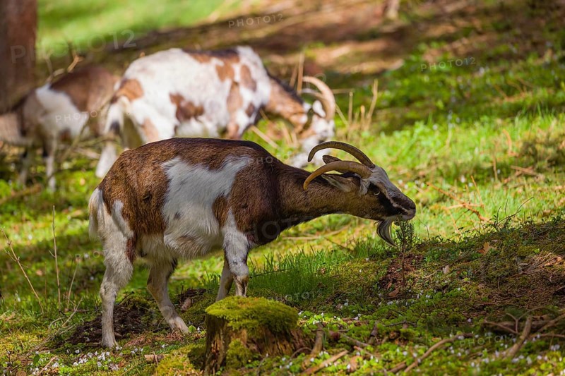 A herd of Tauernschecke goats, Capra aegagrus hircus, grazing in a forest