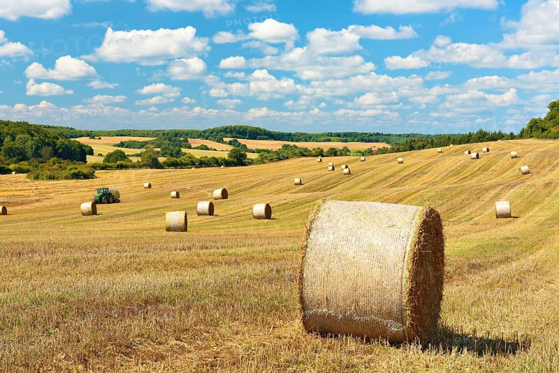Harvesting straw bales under a blue sky with cumulus clouds, hilly landscape near Angermünde in summer, Uckermark, Brandenburg, Germany, Europe