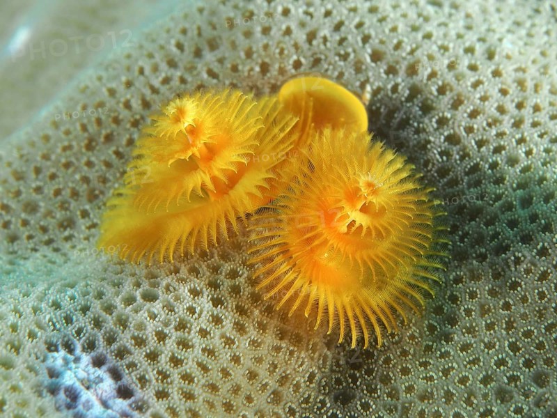 Yellow spiral worms, Indo-Pacific Christmas tree worm (Spirobranchus corniculatus), on a coral in an underwater landscape, dive site Prapat, Penyapangan, Bali, Indonesia, Asia
