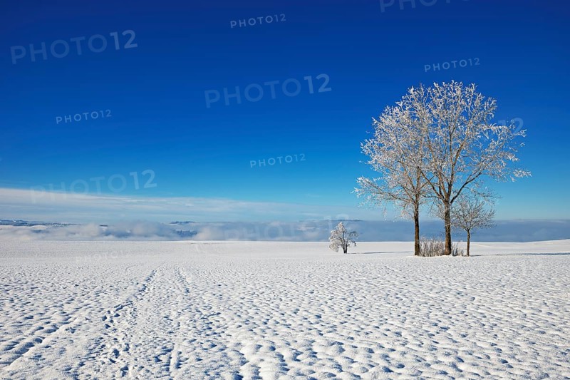 Trees in hoarfrost, Schlatt, Canton Lucerne, Switzerland, Europe