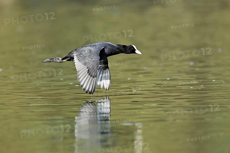 Eurasian Coot (Fulica atra), adult bird flying over the water, Flachsee, Canton Aargau, Switzerland, Europe