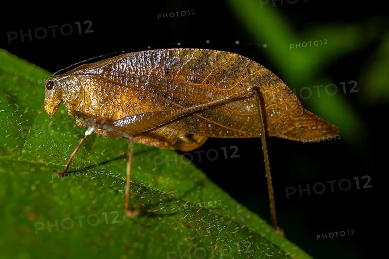Brown locust (Orophus), sitting on a leaf, at night in the tropical rainforest, Heredia province, Costa Rica, Central America