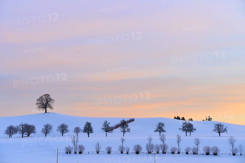 Winter landscape with snow-covered hills and trees under a pastel-coloured sunset, Menzingen, Zug, Canton Zug, Switzerland, Europe