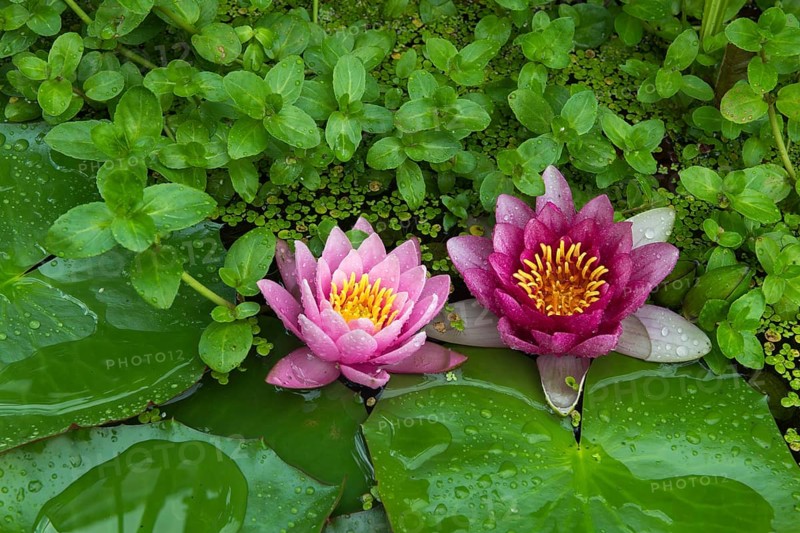 Red and pink water lilies (Nymphaea) on green leaves in a pond, duckweed, pink, Baden-Württemberg, Germany, Europe