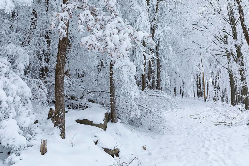 Forest path through the winter forest at Czorneboh, Lusatian Mountains, Saxony, Germany, Europe