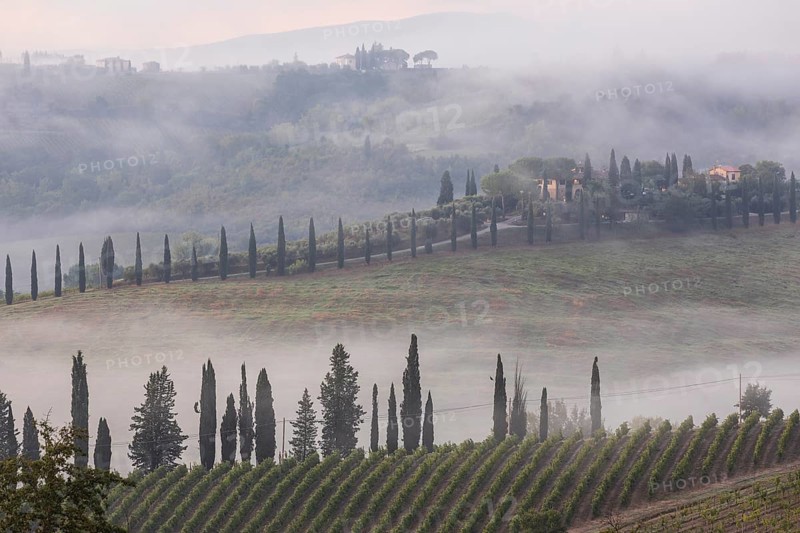 Mist between the hills with wine, individual houses and columnar cypresses, San Gimignano, Tuscany, Province of Siena, Italy, Europe