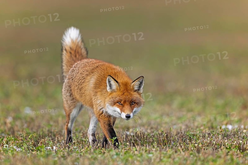 Red fox (Vulpes vulpes), hunting, winter fur, lurking, sniffing, dominant, male, winter landscape, predator, Middle Elbe Biosphere Reserve, Saxony-Anhalt, Germany, Europe