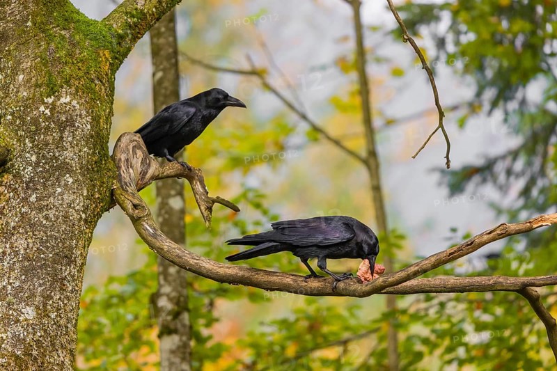 Two common raven (Corvus corax) sit in a tree, one eats a piece of meat