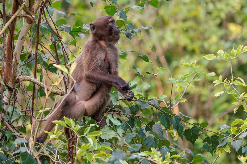 A young gelada (Theropithecus gelada), or bloodheart monkey, collects food in a small tree