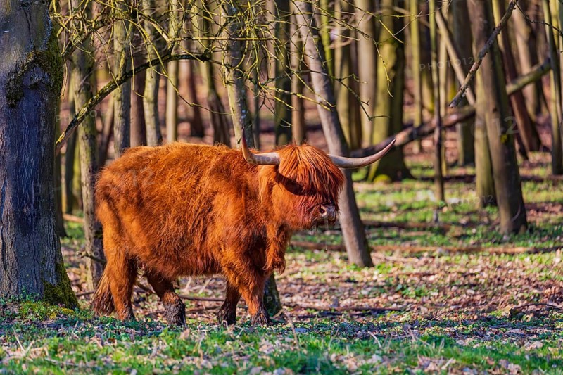 One Highland cow (Bos (primigenius) taurus) walks through a forest