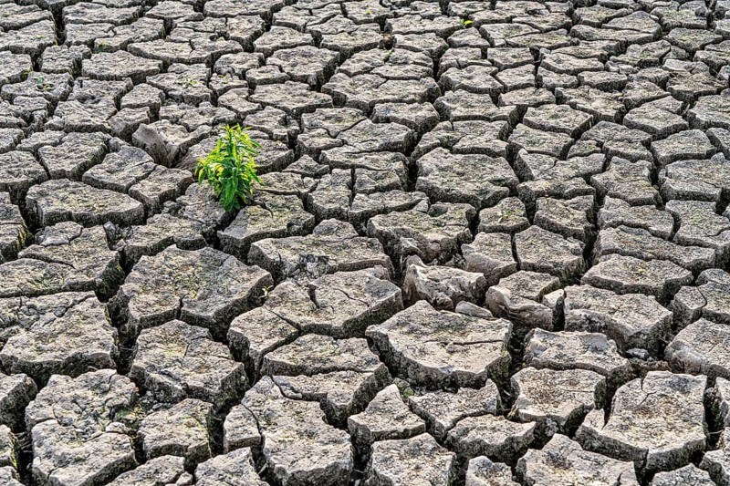 Dry soil, cracked, only a few weeds growing out of the ground, dried-up riverbed, in a side arm of the Rhine, near Duisburg