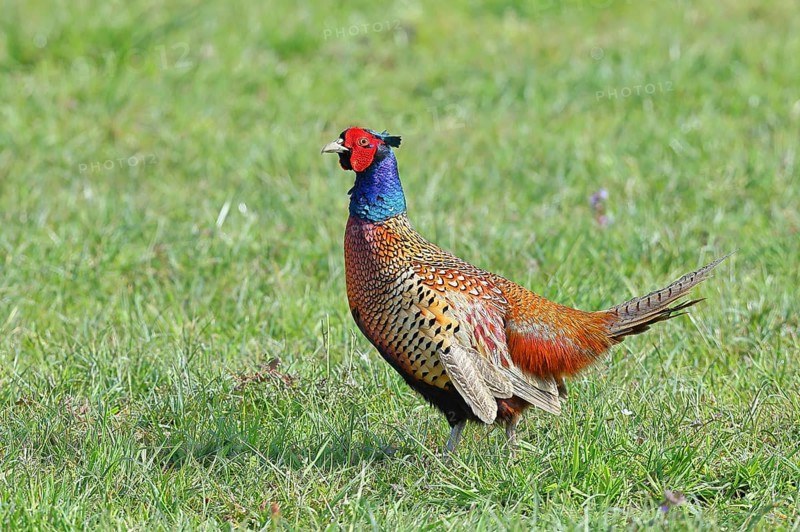 Pheasant, hunting pheasant (Phasianus colchicus), adult male bird in a meadow, wildlife, Lembruch, Ochsen Moor, Dümmer nature park Park, Lower Saxony, Germany, Europe