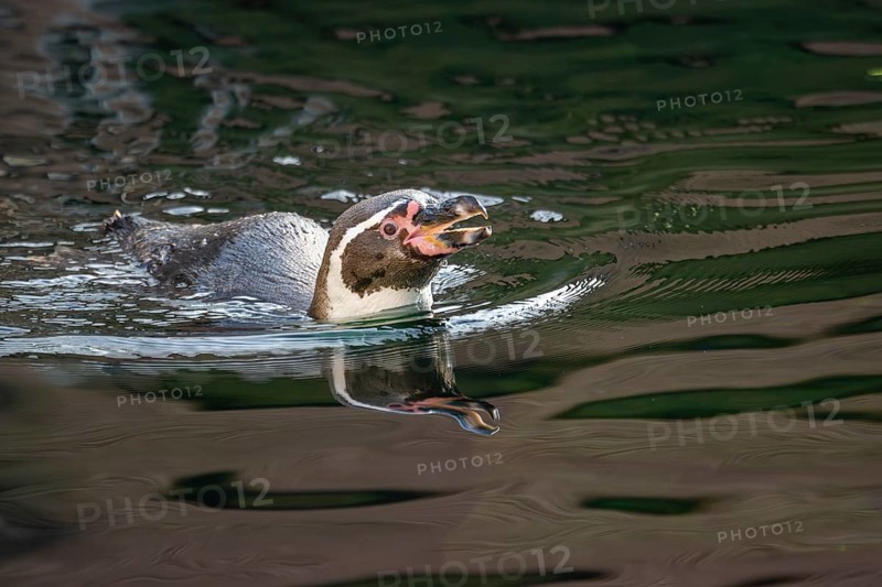Humboldt penguin (Spheniscus humboldti) swimming in the sea, captive, native to coastal Chile and Peru