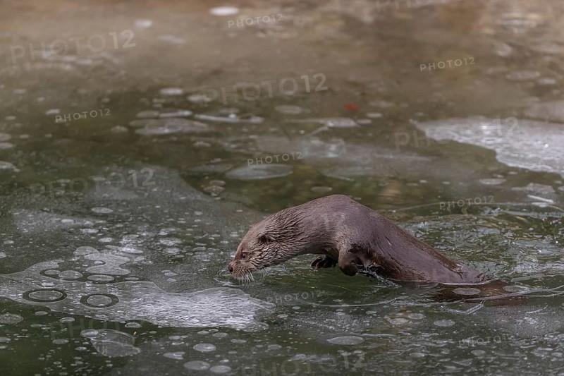 One Eurasian otter (Lutra lutra), emerging between the ice in a frozen river