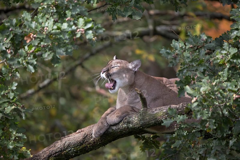 One adult cougar, Puma concolor, resting on a big branch high up in an oak tree