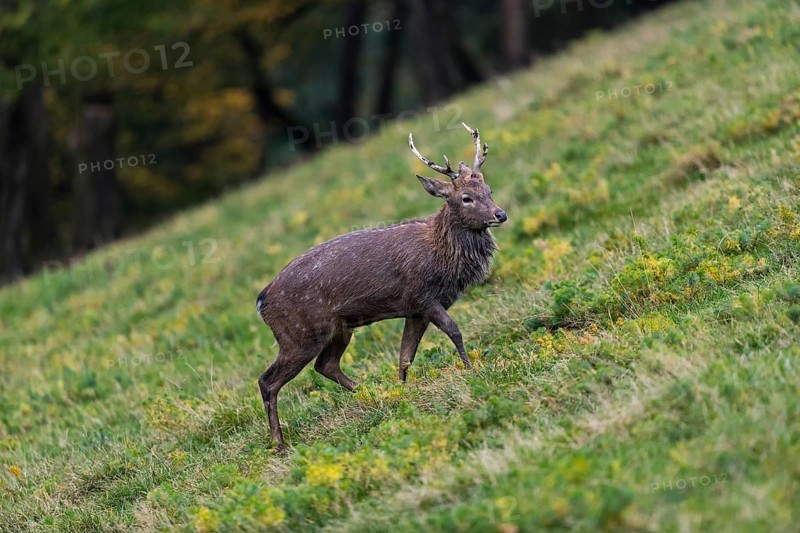 One male Manchurian sika deer or Dybowski's sika deer (Cervus nippon mantchuricus or Cervus nippon dybowskii) standing on a meadow on hilly ground