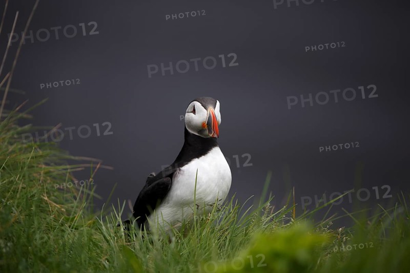 Atlantic Puffin, Common Puffin. Fratercula arctica, at the cliffs of Latrabjarg, Iceland, Europe