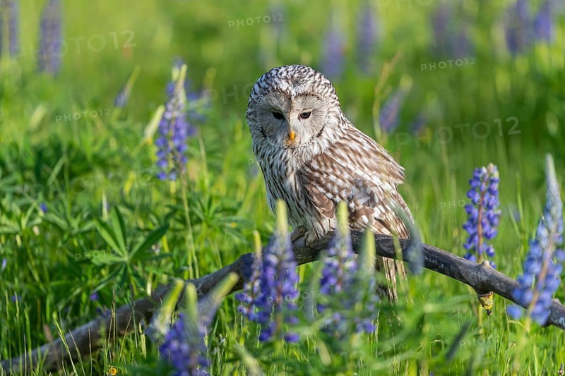 One Ural owl (Strix uralensis) sitting on a branch lying in a field of flowering lupines in late evening light
