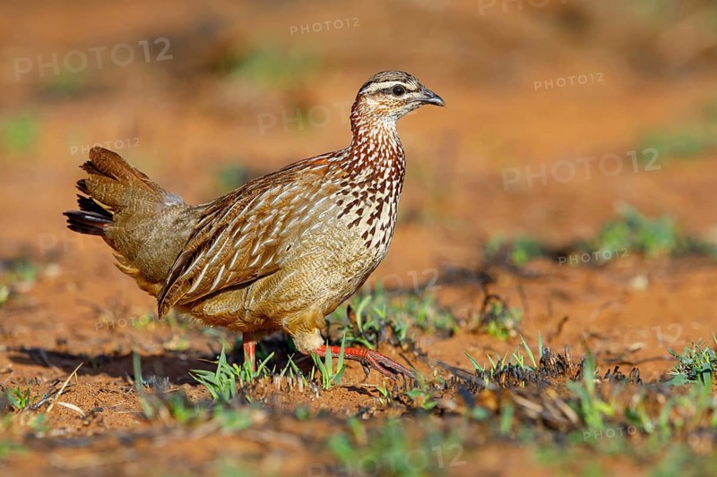 Crested Francolin, (Dendroperdix sephaena), Francolinus sephaena, Mkuze Game Reserve, Mkuze, KwaZulu-Natal, South Africa, Africa