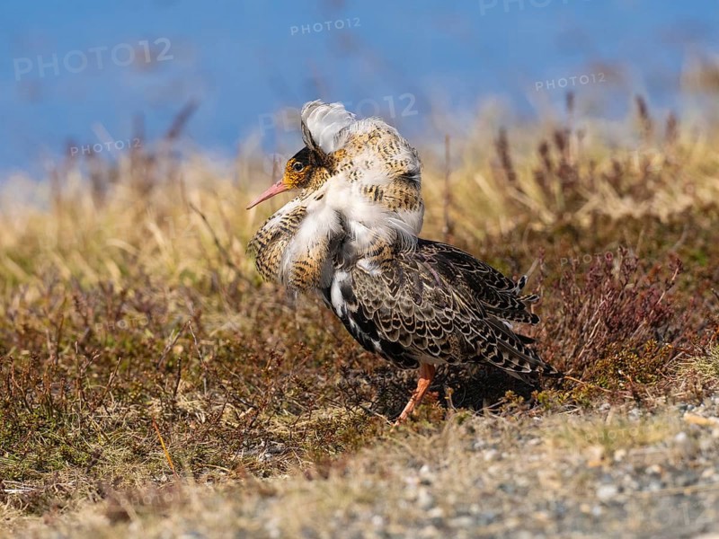 Ruff (Calidris pugnax) male in breeding plumage at lek, about to display, Pokka, Finnish Lapland