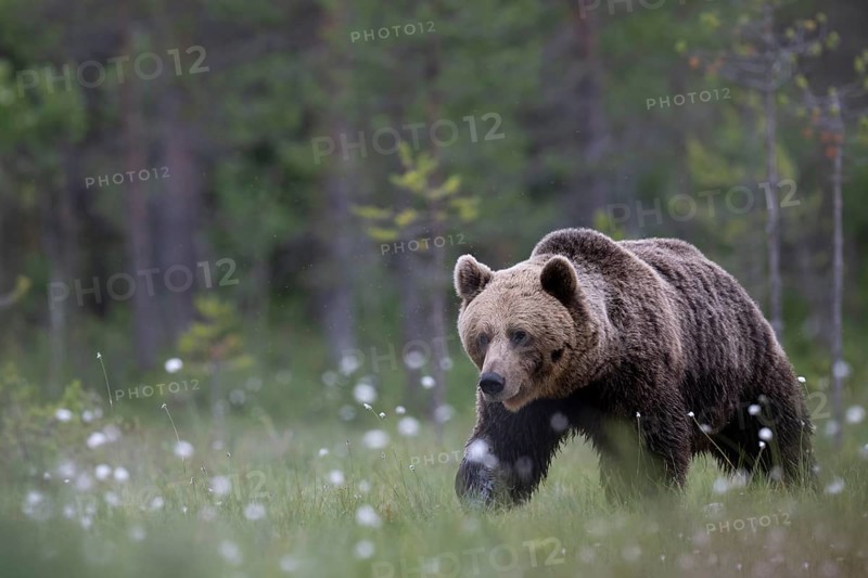Brown bear (Ursus arctos) in the Finnish taiga, Kuusamo, Finland, Europe